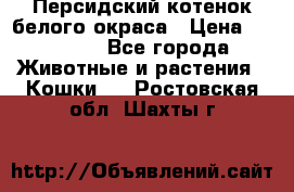 Персидский котенок белого окраса › Цена ­ 35 000 - Все города Животные и растения » Кошки   . Ростовская обл.,Шахты г.